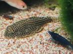 Hobbyaquarium actueel overzicht 21/22 augustus vissen aktie, Dieren en Toebehoren, Vis, Zoetwatervis, Schoolvis