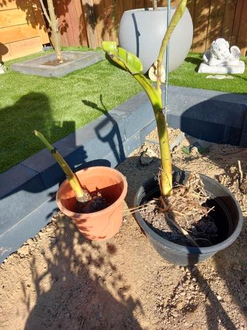 Stek bananenplant/ boom beschikbaar voor biedingen