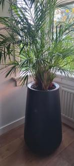 Elho Pure Cone High 45 Bloempot, Binnen- en Buitenplantenbak, Ophalen, Halfschaduw, Minder dan 100 cm