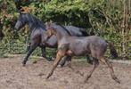 Nuchter en mensgericht kwpn/fries hengstveulen, Dieren en Toebehoren, Paarden, Hengst, Dressuurpaard, Gechipt, 0 tot 2 jaar