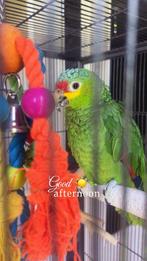Amazone papagaai met kooi, Dieren en Toebehoren, Mannelijk, Papegaai, Geringd