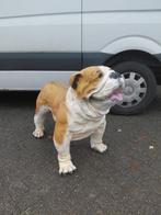 Beeld Hond Bulldog, Ophalen, Gebruikt, Dier