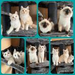 RAGDOLL KITTENS ( 2 KEER GEVACCINEERD) MOGEN AL VERHUIZEN!, Dieren en Toebehoren, Meerdere dieren, Langharig, 0 tot 2 jaar