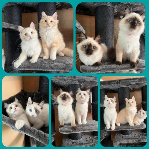 RAGDOLL KITTENS ( 2 KEER GEVACCINEERD) MOGEN AL VERHUIZEN!, Dieren en Toebehoren, Katten en Kittens | Overige Katten, Langharig