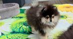pomeriaan reu pomeranian pup bearface Black & Tan, Dieren en Toebehoren, Honden | Poolhonden, Keeshonden en Oertypen, België, Particulier