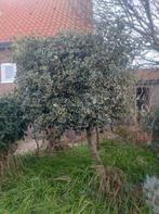 Grote bonte hulst, gratis zelf uitgraven, Ophalen, Bloeit niet, Halfschaduw, Overige soorten