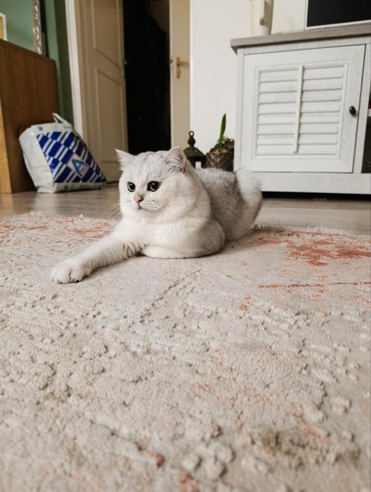 Britse koorthaar Dekkater, Dieren en Toebehoren, Katten en Kittens | Dekkaters