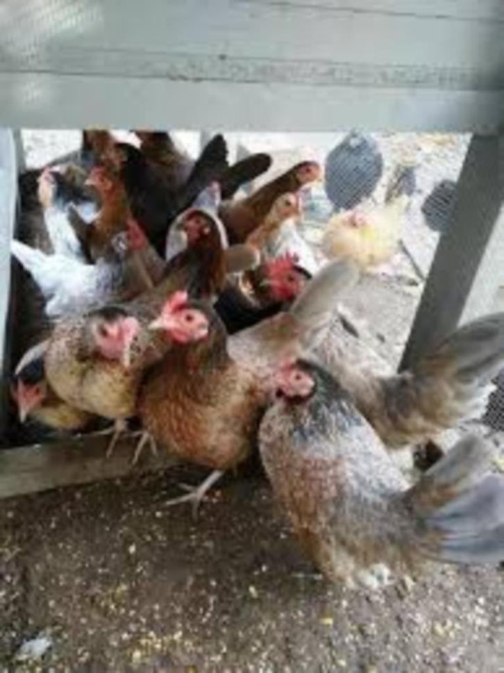Krielkippen.................., Dieren en Toebehoren, Pluimvee, Kip, Vrouwelijk