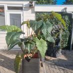 Mooie plant (kunst), Tuin en Terras, Planten | Tuinplanten, Ophalen of Verzenden, Zomer, Overige soorten