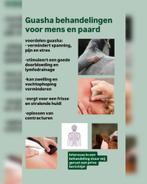 Bekapper pony, instructeur, grondwerk les, Guasha massage, Diensten en Vakmensen, Dieren | Paarden | Verzorging, Oppas en Les