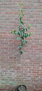 Cornus officinalis, japanse kornoelje, Tuin en Terras, Planten | Bomen, Ophalen, Volle zon, Overige soorten