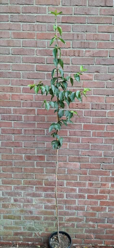 Cornus officinalis, japanse kornoelje, Tuin en Terras, Planten | Bomen, Overige soorten, Volle zon, Ophalen