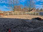 3 plekken in paardenkudde vrij nabij Ouderkerk a/d Amstel, Dieren en Toebehoren, Stalling en Weidegang, Weidegang
