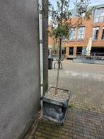Olijfboom in pot antraciet 45x55x55, Tuin en Terras, Planten | Bomen, 100 tot 250 cm, Olijfboom, Zomer, Ophalen