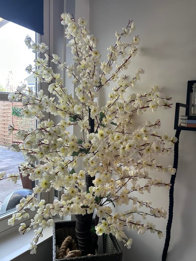 Bloesemboom, Ophalen of Verzenden, Zo goed als nieuw