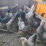 Twentse hoenders, hennen., Vrouwelijk, Kip