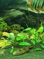 Anomalochromis thomasi vrouw, Dieren en Toebehoren, Vis