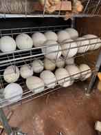 Grote schome ganzeneieren., Meerdere dieren, Kip