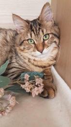 Cat for adoption: Macy, Dieren en Toebehoren, Katten en Kittens | Overige Katten, Poes, Langharig, 0 tot 2 jaar