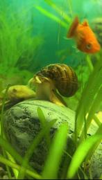 Appelslak, Dieren en Toebehoren, Vissen | Aquariumvissen, Slak of Weekdier