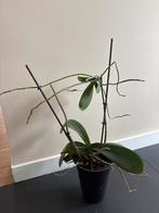 Orchidee (zonder pot), Ophalen, Overige soorten, Halfschaduw, In pot