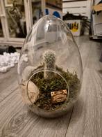 Cactus Terrarium in Glazen Ei met Ouija Bordje, Ophalen of Verzenden, Minder dan 100 cm, In pot, Cactus