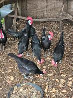 Spaanse witwang broedeieren te koop, Geslacht onbekend, Kip