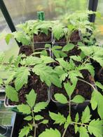 Black cherry tomaat, Ophalen, Minder dan 100 cm, Overige soorten, Zomer