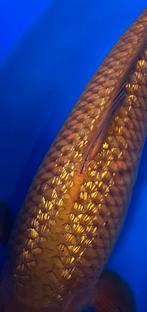 Wie heeft interesse, Vis