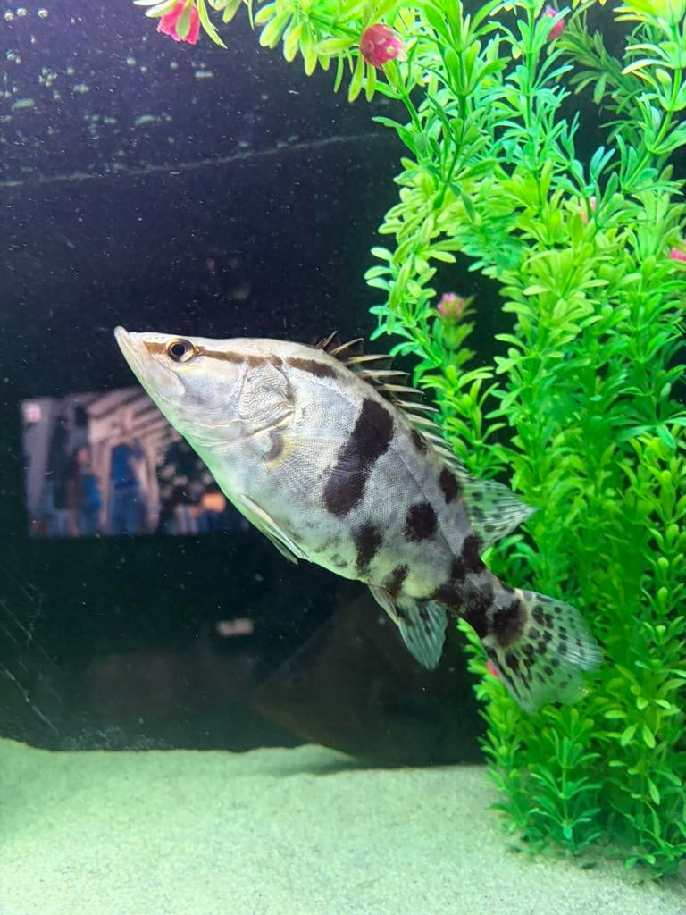 Siniperca Chuatsi - chinese baars, Dieren en Toebehoren, Vis, Zoetwatervis, Schoolvis