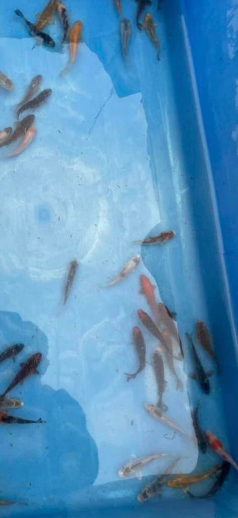 Koi karpers 6 tot 8 cm, Dieren en Toebehoren, Vissen | Vijvervissen, Karper of Koi
