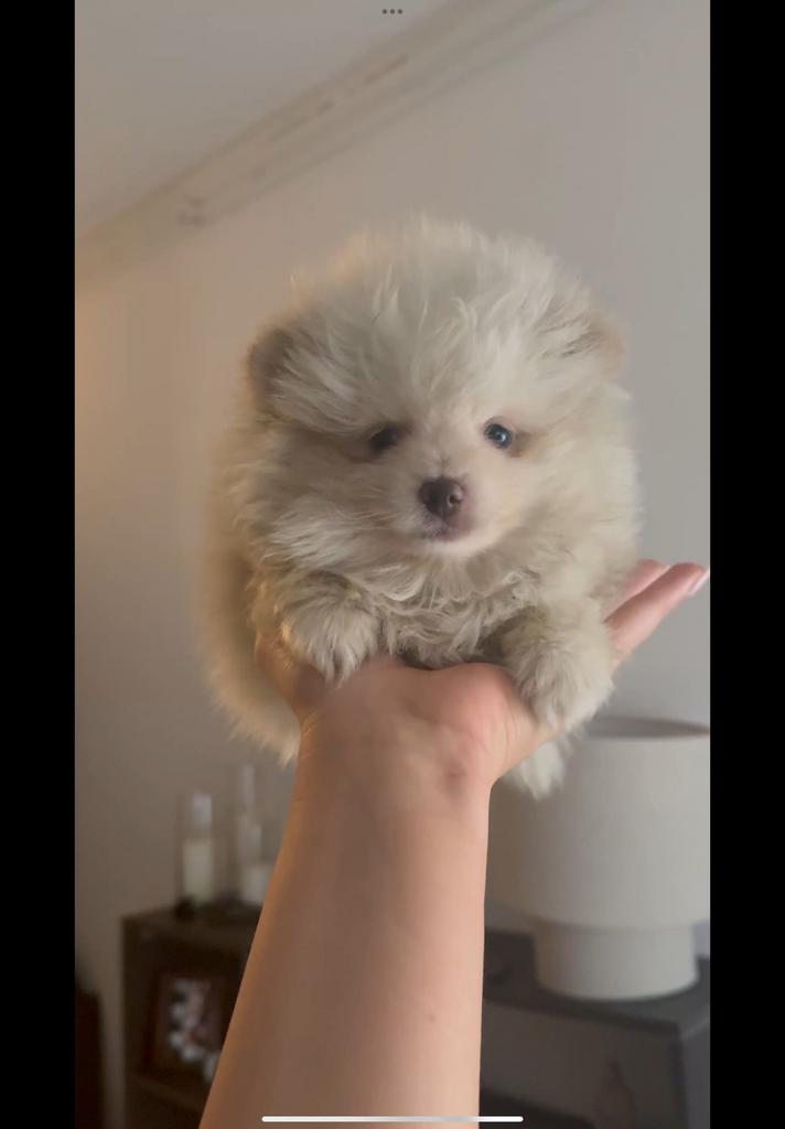 Pomeriaan pups klein reutjes, Particulier, 8 tot 15 weken, Buitenland, Parvo