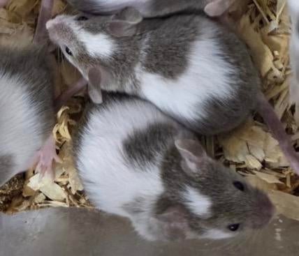 Leuke Kleurmuizen om tam te maken, Dieren en Toebehoren, Knaagdieren, Februari, Muis, Vrouwelijk, Tam