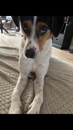 Prachtige Boerenfox (Jos), Dieren en Toebehoren, Honden | Niet-rashonden, Reu, Parvo, Eén hond, Nederland