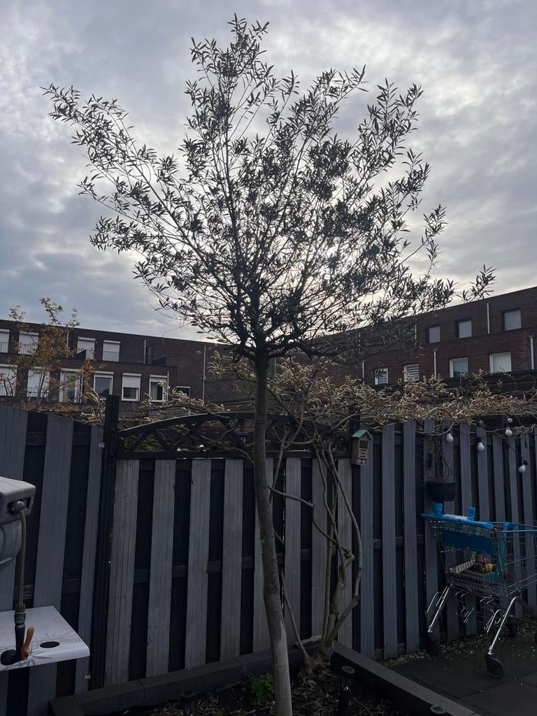 Olijven boom tuin, Tuin en Terras, Ophalen of Verzenden, Volle zon, Overige soorten