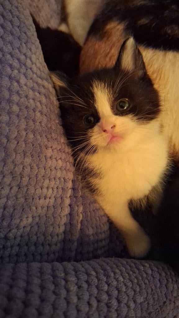 Kittens, Meerdere dieren