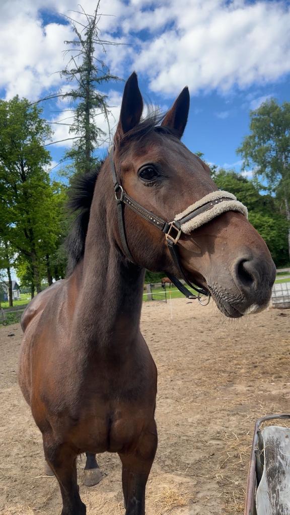 SPOED!!: stalling/pensioenplek gezocht lieve bejaarde merrie, Weidegang, 1 paard of pony