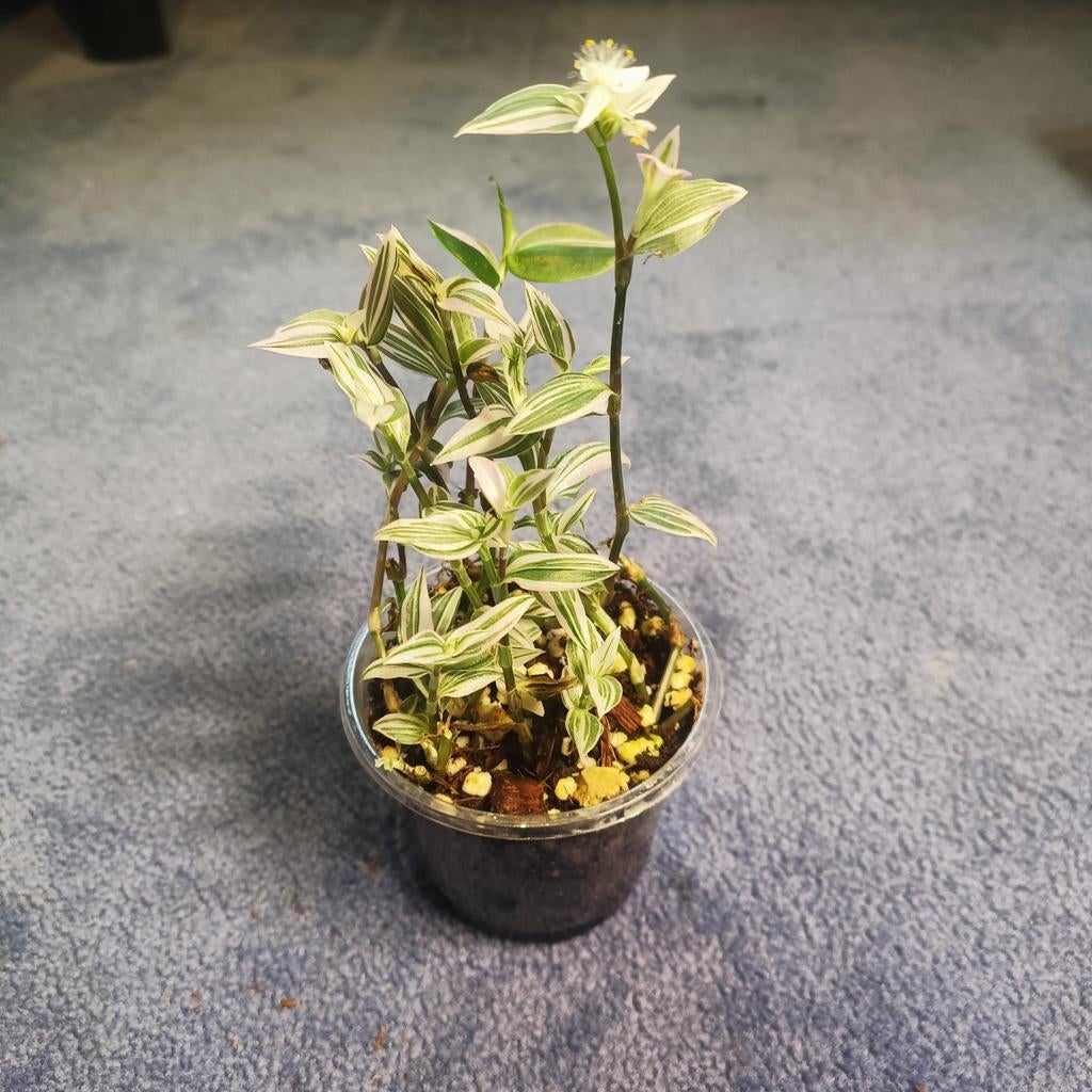 Leuk plantje tradescantia in doorzichtig potje, Huis en Inrichting, Kamerplanten, Ophalen