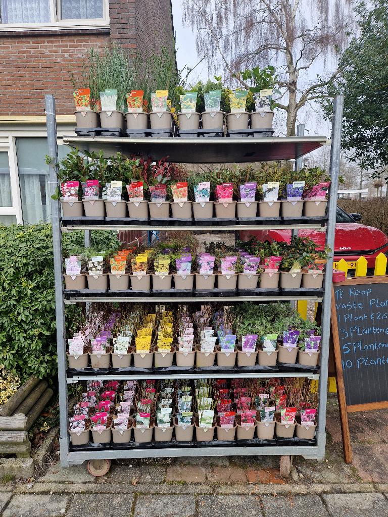 Te koop vaste  planten voor in de tuin, Tuin en Terras, Planten | Tuinplanten, Vaste plant, Overige soorten, Volle zon, Ophalen