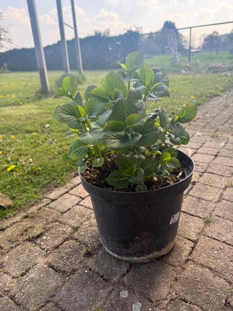 KOOPJE HORTENSIA KOOPJE, Tuin en Terras, Planten | Tuinplanten, Ophalen, Overige soorten, Halfschaduw