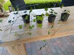 hedera / klimop, Tuin en Terras, Planten | Tuinplanten, Ophalen, Vaste plant, Halfschaduw, Klimplanten