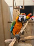 Catalina man x Geelvleugel pop, Meerdere dieren, Papegaai, Geringd