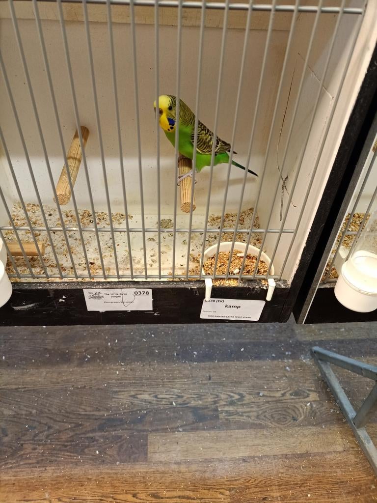 Broedrijp koppel tt waardige grasparkieten, Dieren en Toebehoren, Meerdere dieren, Parkiet