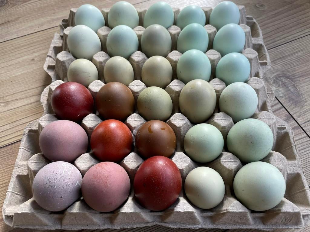 Broed eieren, kleurlegger, groenlegger, cream legbar, marans, Geslacht onbekend, Kip