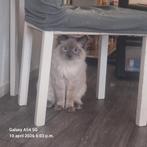 Hele lieve Ragdoll blue point kat, Kater, Gechipt, 0 tot 2 jaar