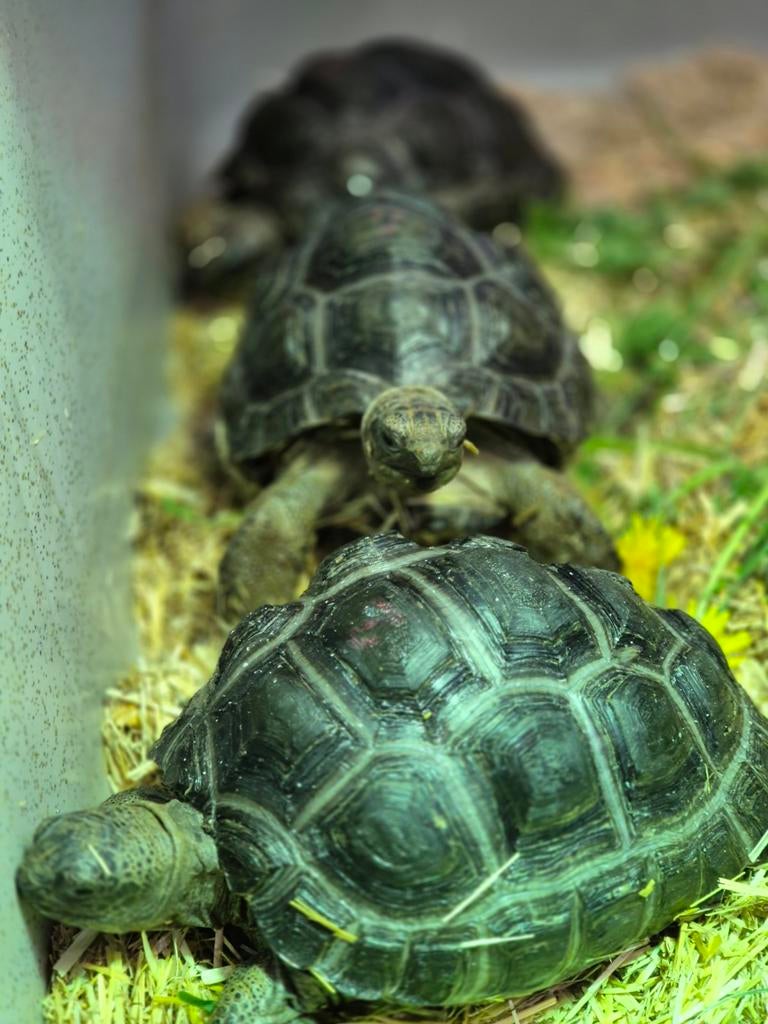 Aldabrachelys gigantea, 0 tot 2 jaar