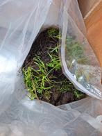 Gratis op te halen: graszoden + aarde en af en toe wat zand, Ophalen, Tuinaarde