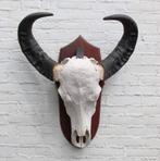 Grote zware schedel AUSTRALISCHE WATERBUFFEL op schild, Verzamelen, Dierenverzamelingen, Ophalen, Gebruikt, Wild dier, Schedel