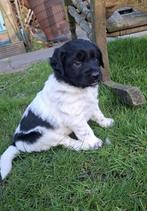 Prachtige Friese Stabij pups, Overige rassen, 8 tot 15 weken, Parvo, Meerdere