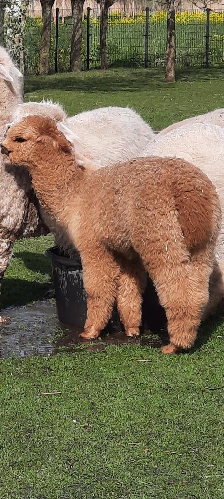 Alpaca's, Dieren en Toebehoren, Overige Dieren, Juni, Meerdere dieren